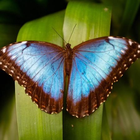 Veragua Rainforest Пуерто-Лімон Екстер'єр фото