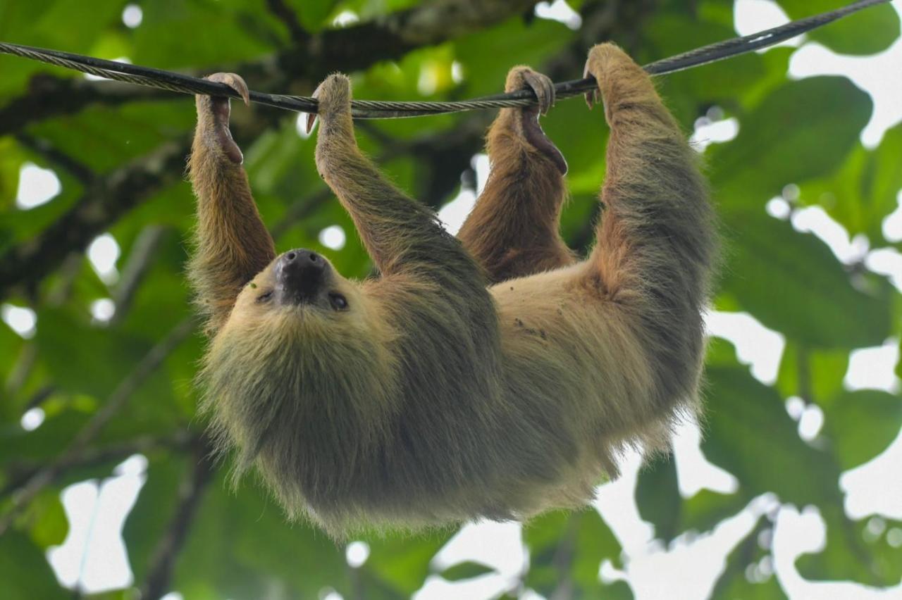 Veragua Rainforest Пуерто-Лімон Екстер'єр фото