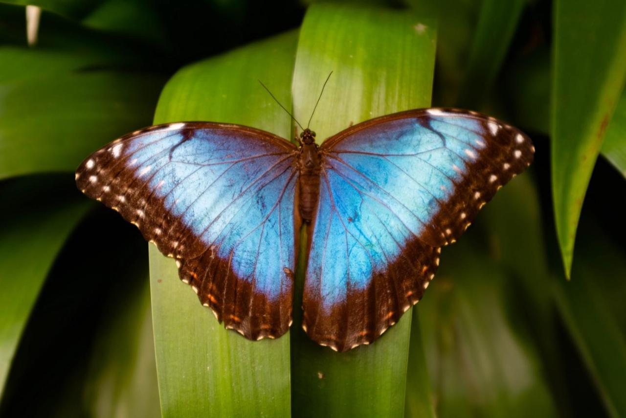 Veragua Rainforest Пуерто-Лімон Екстер'єр фото