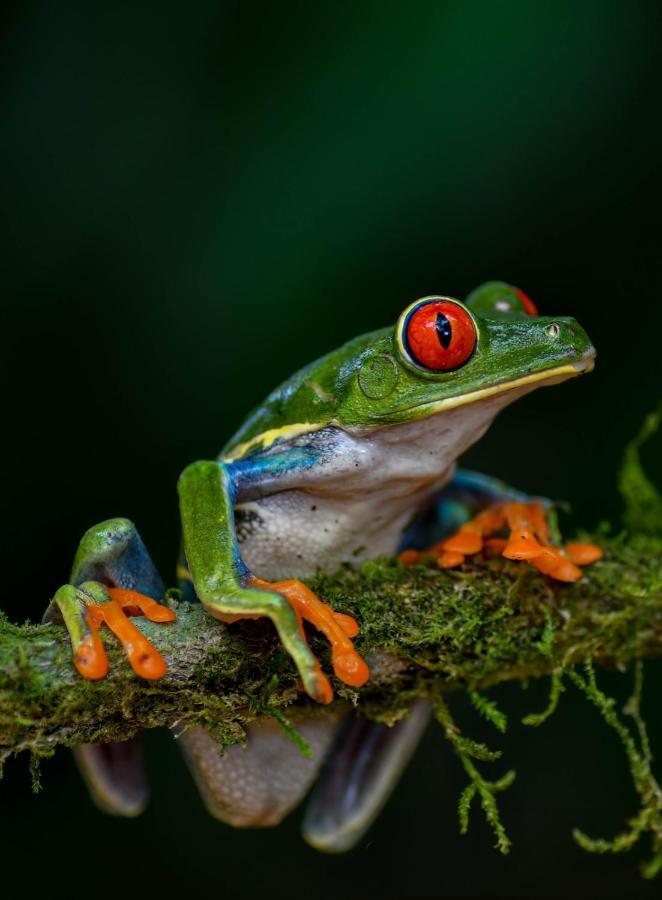 Veragua Rainforest Пуерто-Лімон Екстер'єр фото